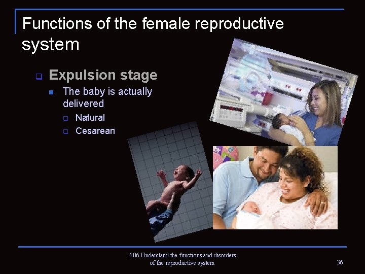Functions of the female reproductive system q Expulsion stage n The baby is actually