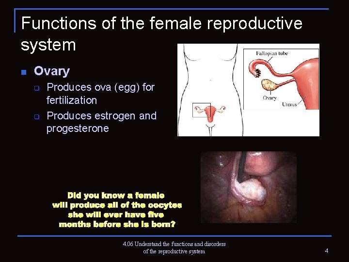 Functions of the female reproductive system n Ovary q q Produces ova (egg) for
