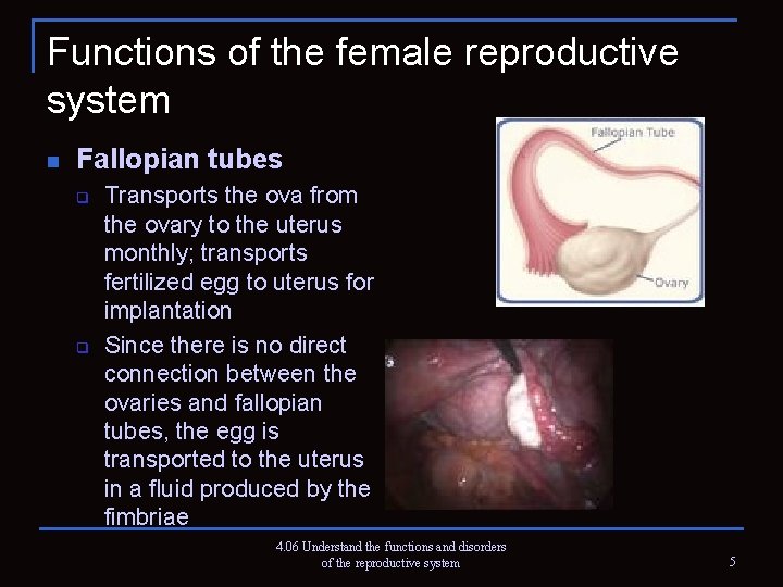 Functions of the female reproductive system n Fallopian tubes q q Transports the ova