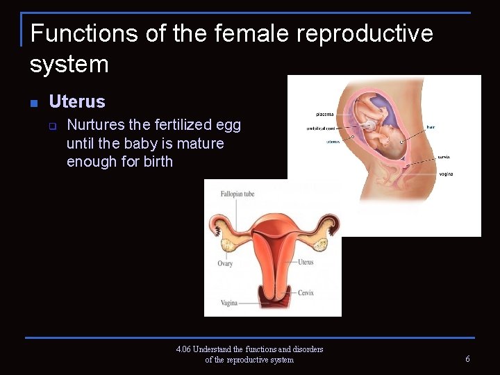Functions of the female reproductive system n Uterus q Nurtures the fertilized egg until