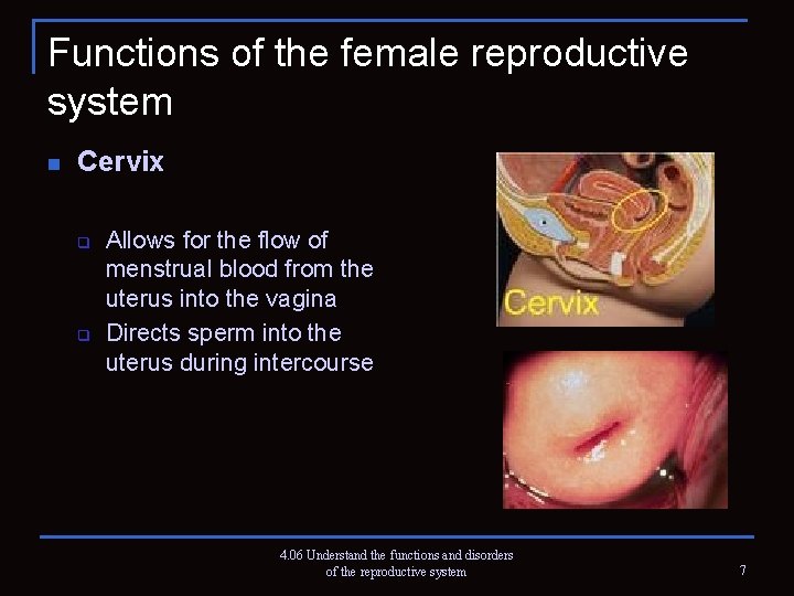 Functions of the female reproductive system n Cervix q q Allows for the flow
