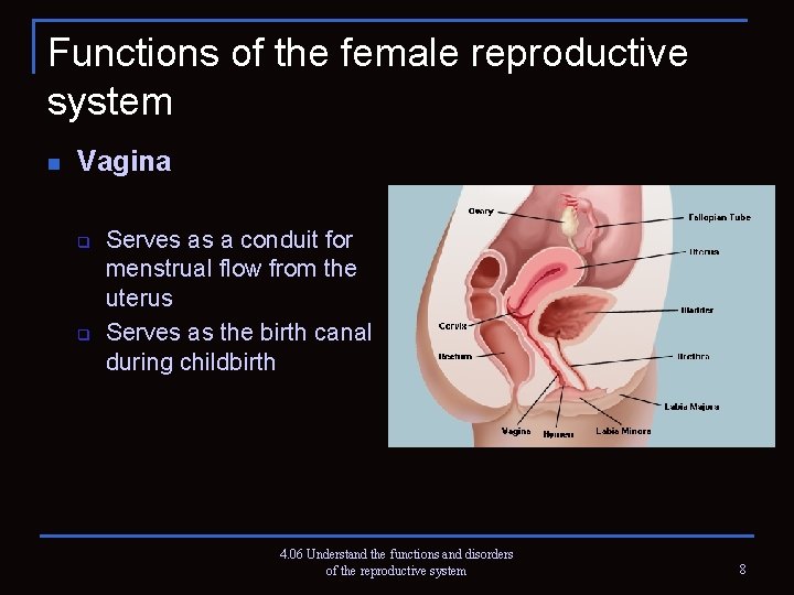 Functions of the female reproductive system n Vagina q q Serves as a conduit