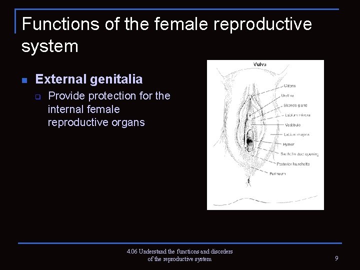 Functions of the female reproductive system n External genitalia q Provide protection for the