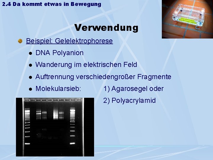 2. 4 Da kommt etwas in Bewegung Verwendung Beispiel: Gelelektrophorese l DNA Polyanion l