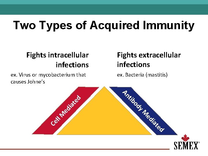 Two Types of Acquired Immunity Fights intracellular infections y. M at e ed i