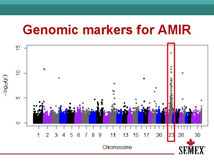 Genomic markers for AMIR 