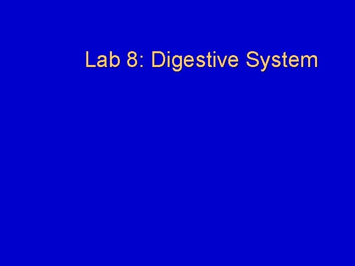 Lab 8: Digestive System 