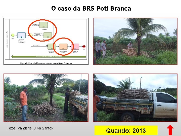 O caso da BRS Poti Branca Fotos: Vanderlei Silva Santos Quando: 2013 O caso da BRS Poti Branca Fotos: Vanderlei Silva Santos Quando: 2013