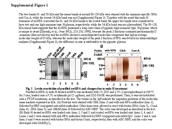 Supplemental Figure 1 B AM Probe M (k. Da) 116 97 CB A B