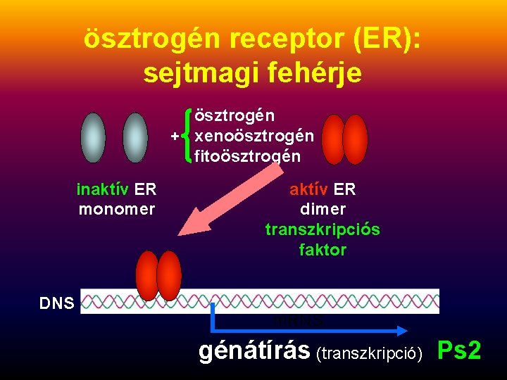ösztrogén receptor (ER): sejtmagi fehérje ösztrogén + xenoösztrogén fitoösztrogén inaktív ER monomer DNS aktív