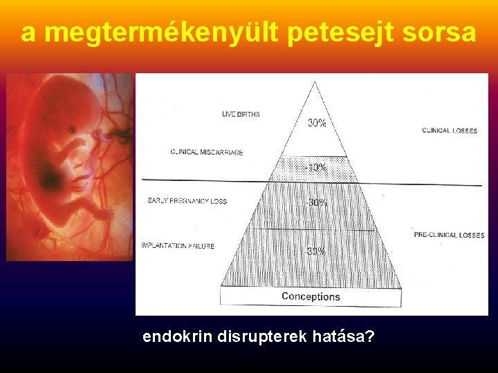 a megtermékenyült petesejt sorsa endokrin disrupterek hatása? 