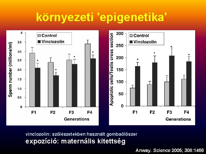 környezeti 'epigenetika' vinclozolin: szőlészetekben használt gombaölőszer expozíció: maternális kitettség Anway. Science 2005; 308: 1466