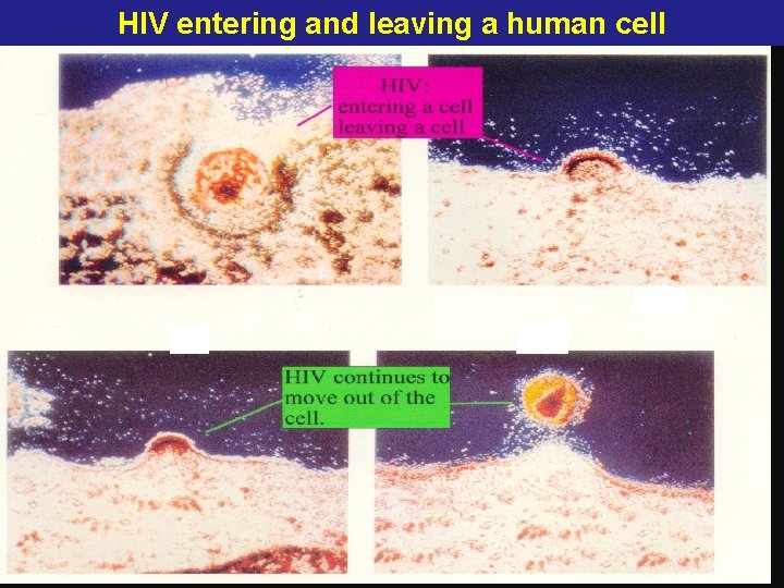 HIV entering and leaving a human cell 