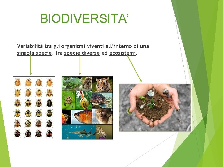 BIODIVERSITA’ Variabilità tra gli organismi viventi all’interno di una singola specie, fra specie diverse