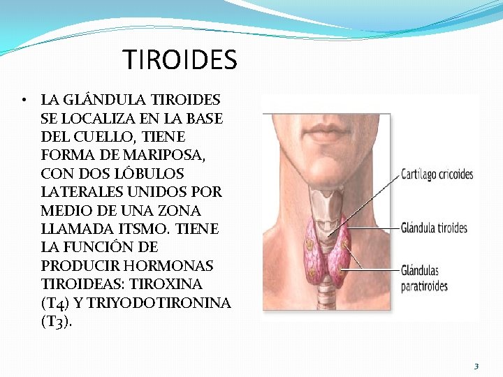 TIROIDES • LA GLÁNDULA TIROIDES SE LOCALIZA EN LA BASE DEL CUELLO, TIENE FORMA