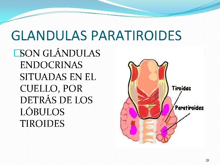 GLANDULAS PARATIROIDES �SON GLÁNDULAS ENDOCRINAS SITUADAS EN EL CUELLO, POR DETRÁS DE LOS LÓBULOS