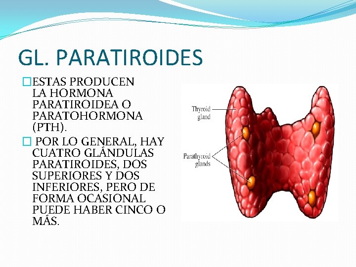 GL. PARATIROIDES �ESTAS PRODUCEN LA HORMONA PARATIROIDEA O PARATOHORMONA (PTH). � POR LO GENERAL,