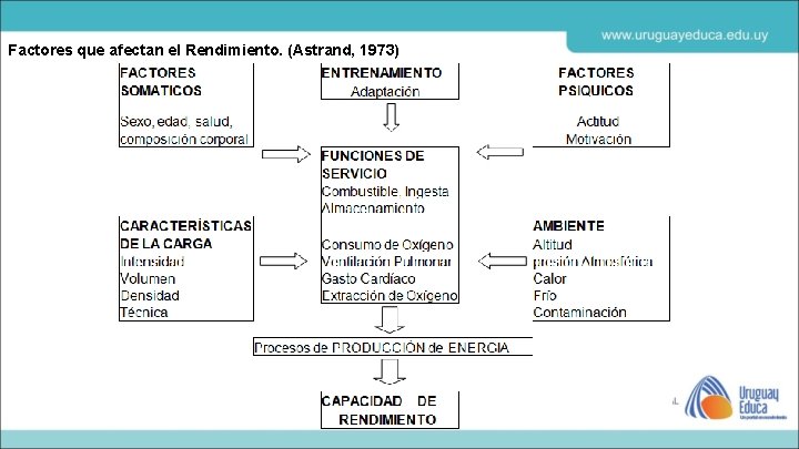 Factores que afectan el Rendimiento. (Astrand, 1973) 