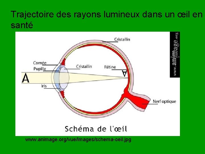 Trajectoire des rayons lumineux dans un œil en santé www. animage. org/vue/images/schema-oeil. jpg 