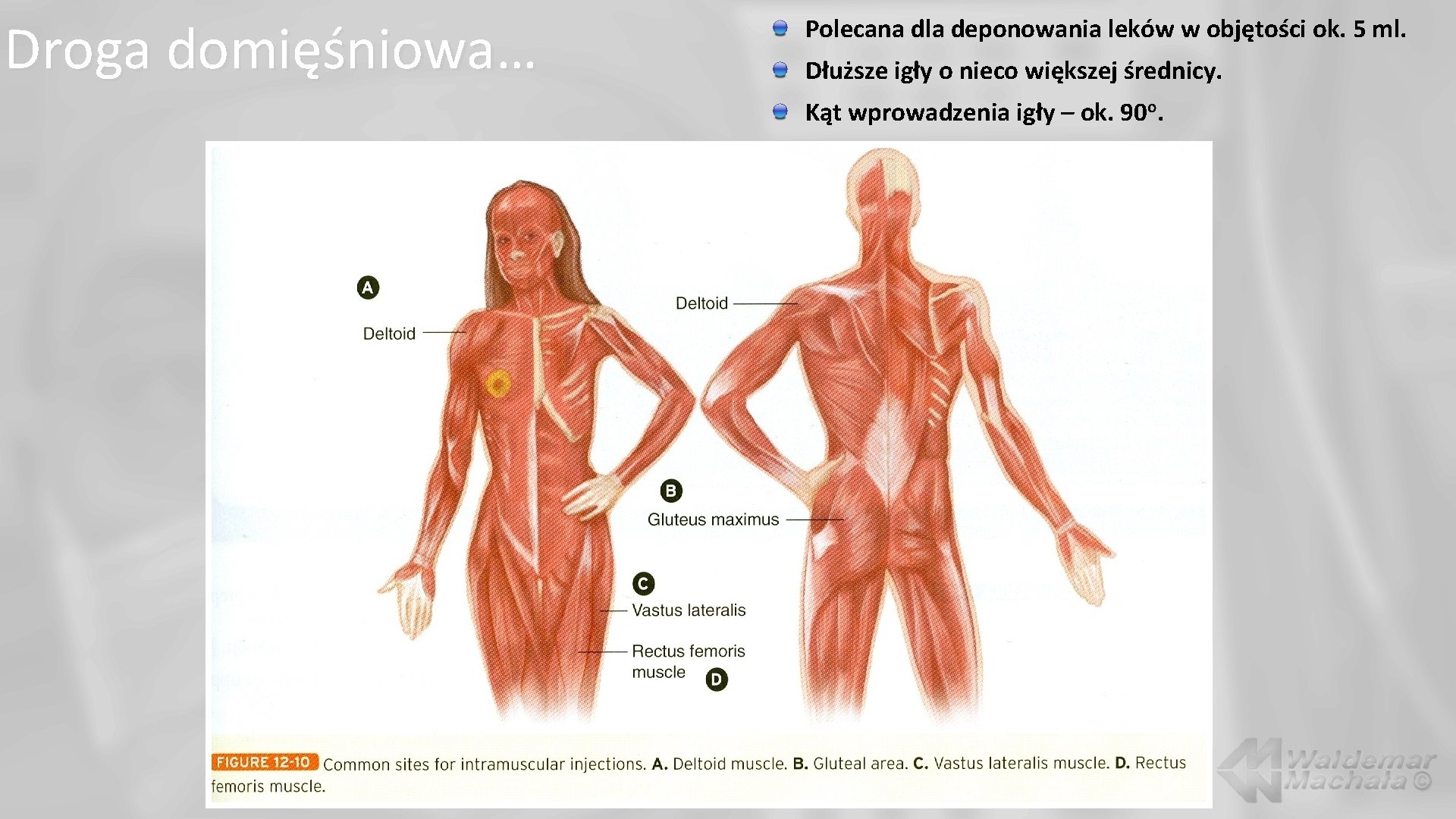 Droga domięśniowa… Polecana dla deponowania leków w objętości ok. 5 ml. Dłuższe igły o