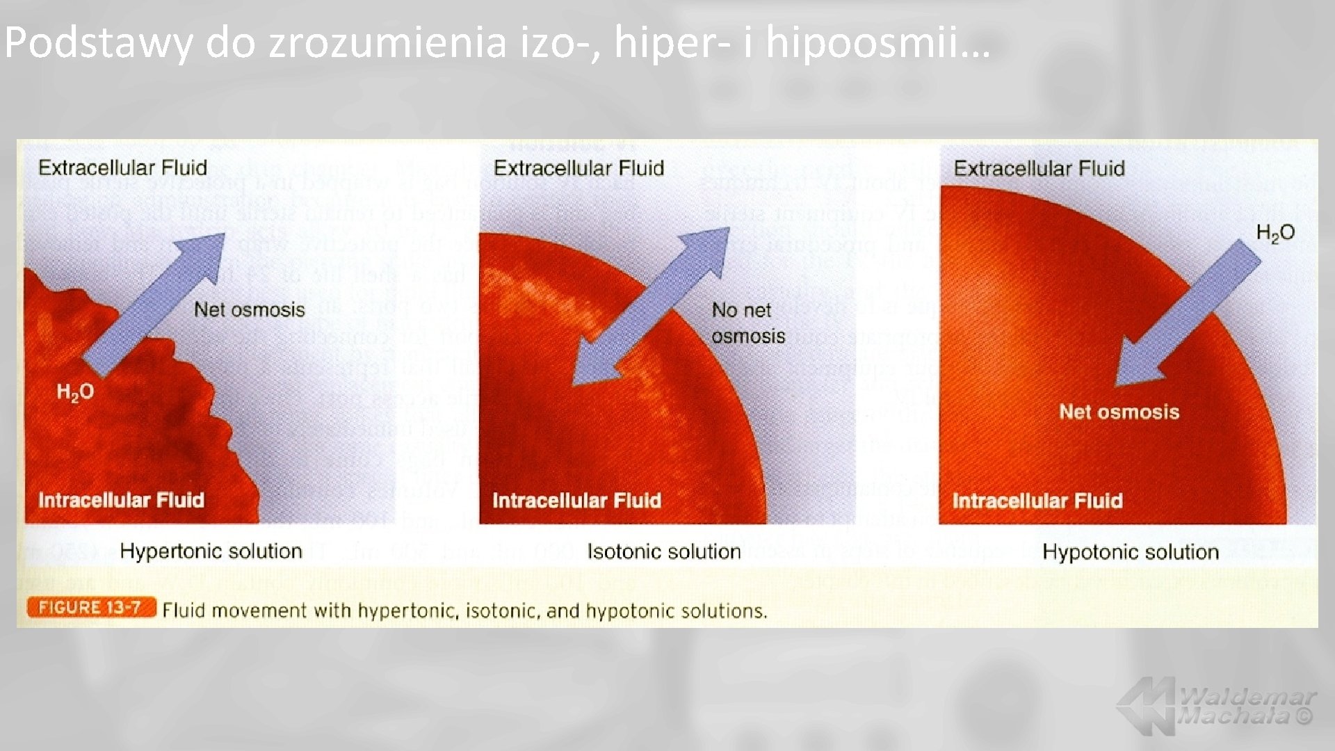 Podstawy do zrozumienia izo-, hiper- i hipoosmii… 