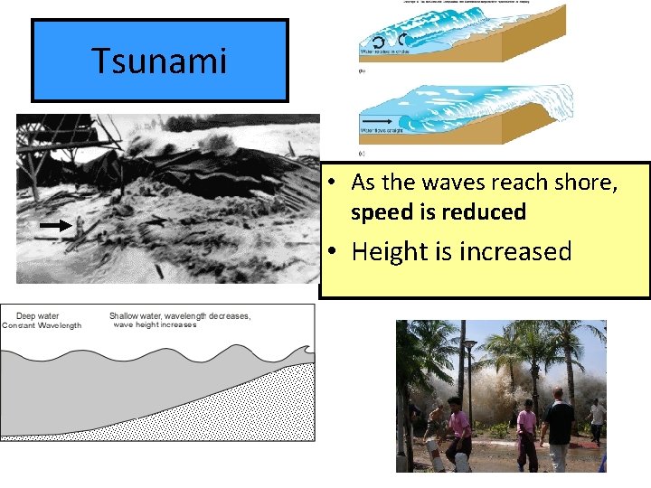 Tsunami • As the waves reach shore, speed is reduced • Height is increased