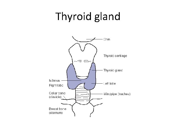 Thyroid gland 
