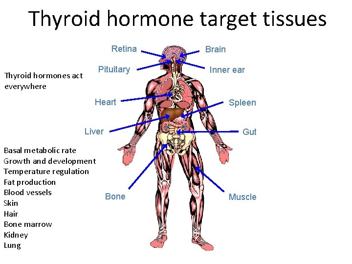 Thyroid hormone target tissues Retina Pituitary Thyroid hormones act everywhere Heart Liver Basal metabolic