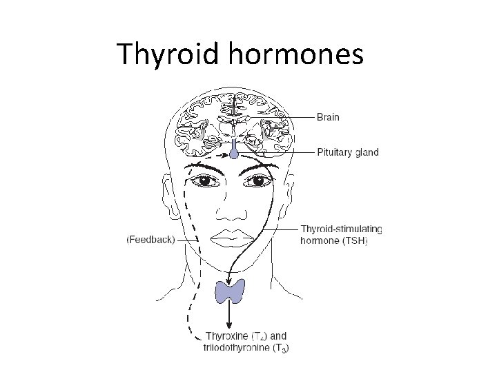 Thyroid hormones 
