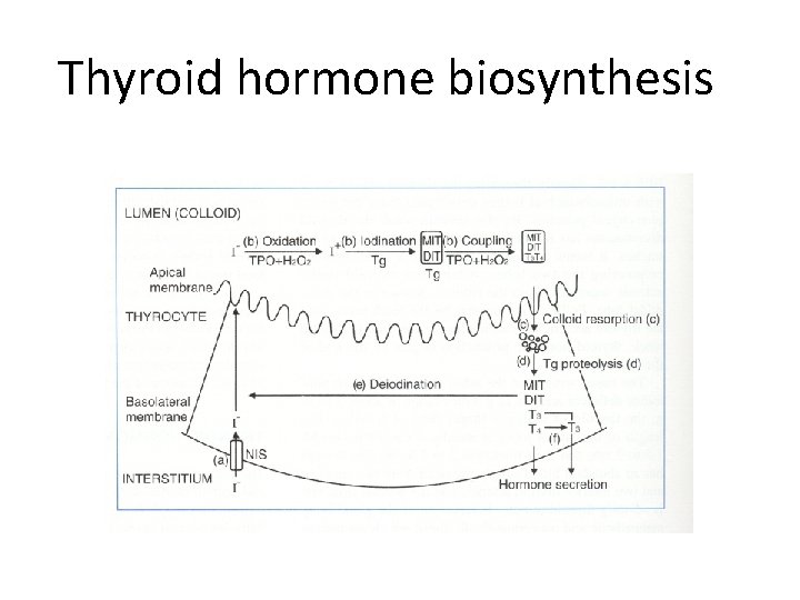 Thyroid hormone biosynthesis 