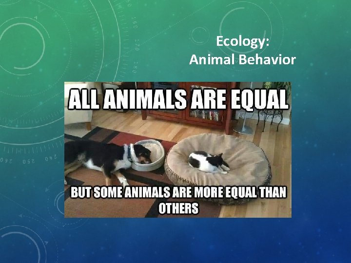 Ecology: Animal Behavior 