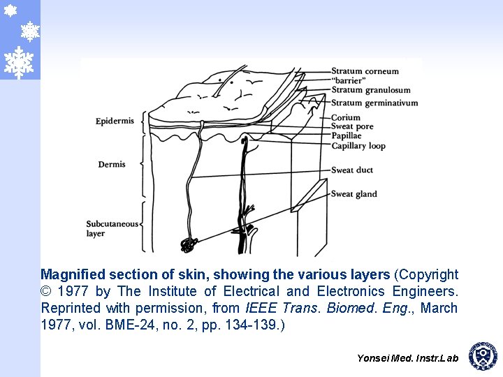 Magnified section of skin, showing the various layers (Copyright © 1977 by The Institute
