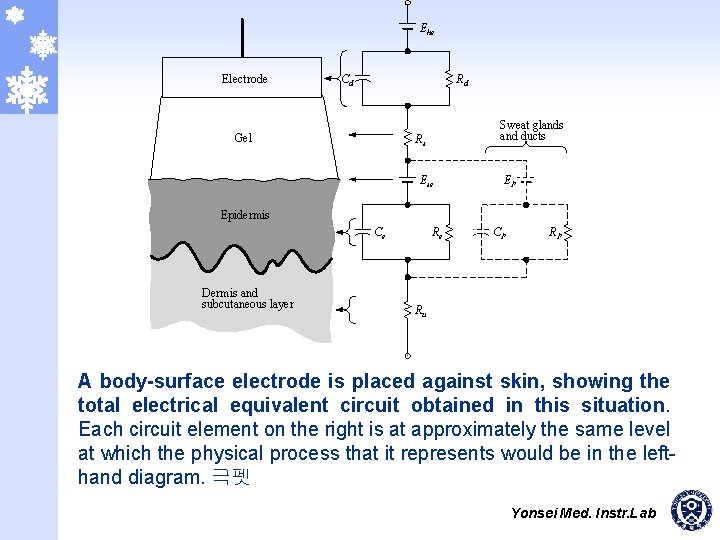 Ehe Electrode Cd Rd Gel Sweat glands and ducts Rs Ese EP Epidermis Ce