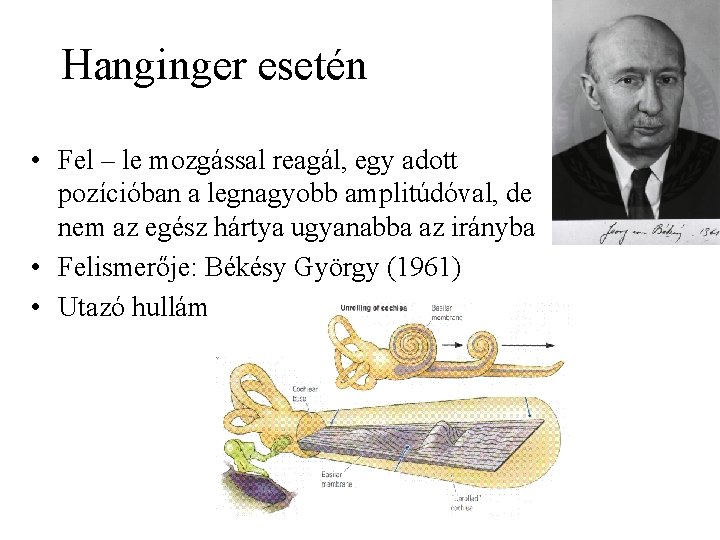 Hanginger esetén • Fel – le mozgással reagál, egy adott pozícióban a legnagyobb amplitúdóval,