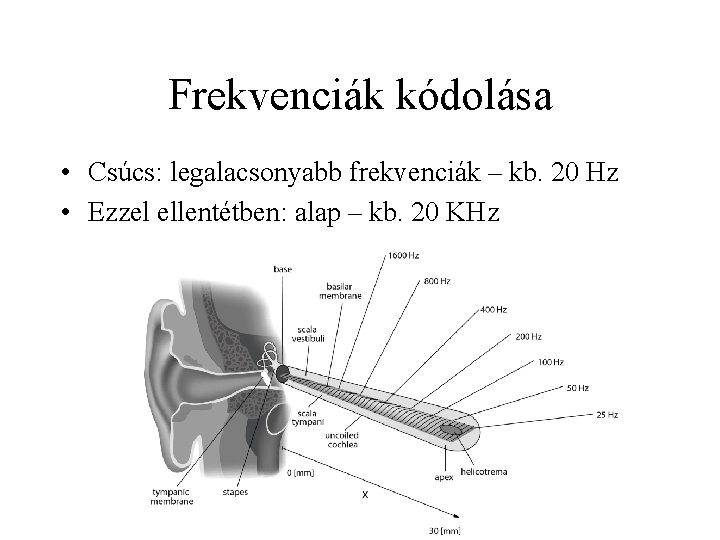 Frekvenciák kódolása • Csúcs: legalacsonyabb frekvenciák – kb. 20 Hz • Ezzel ellentétben: alap