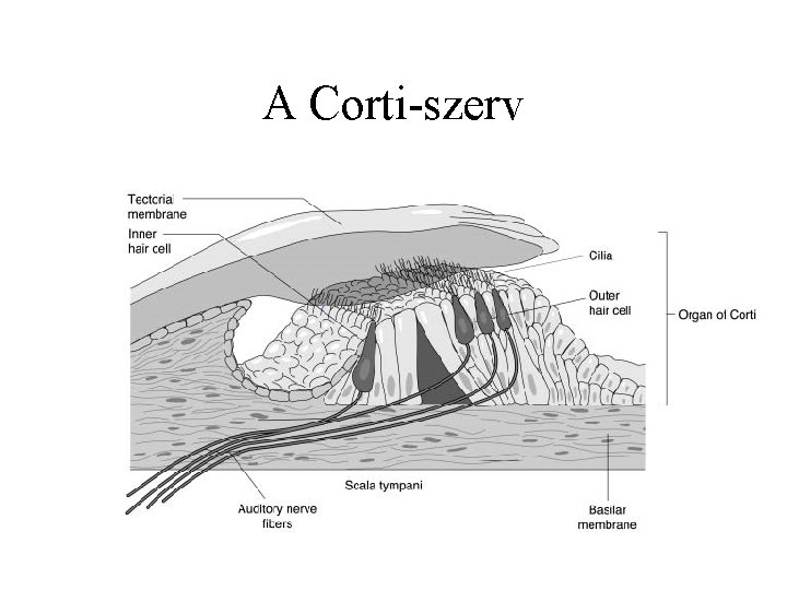 A Corti-szerv 