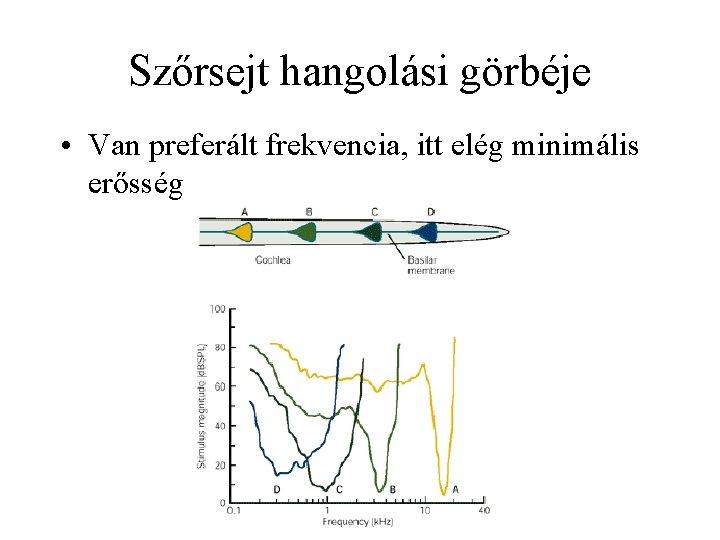 Szőrsejt hangolási görbéje • Van preferált frekvencia, itt elég minimális erősség 