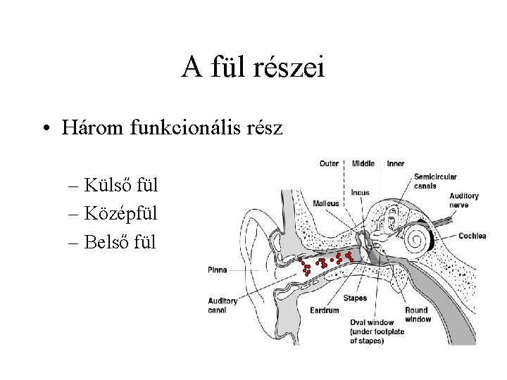 A fül részei • Három funkcionális rész – Külső fül – Középfül – Belső