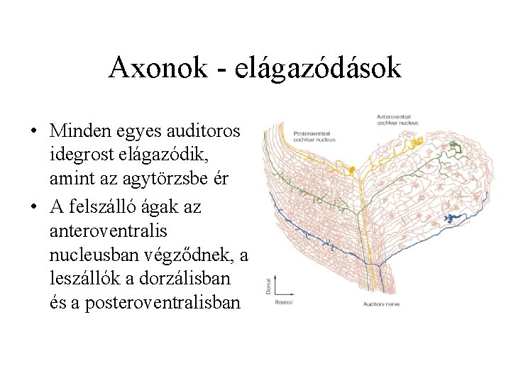 Axonok - elágazódások • Minden egyes auditoros idegrost elágazódik, amint az agytörzsbe ér •