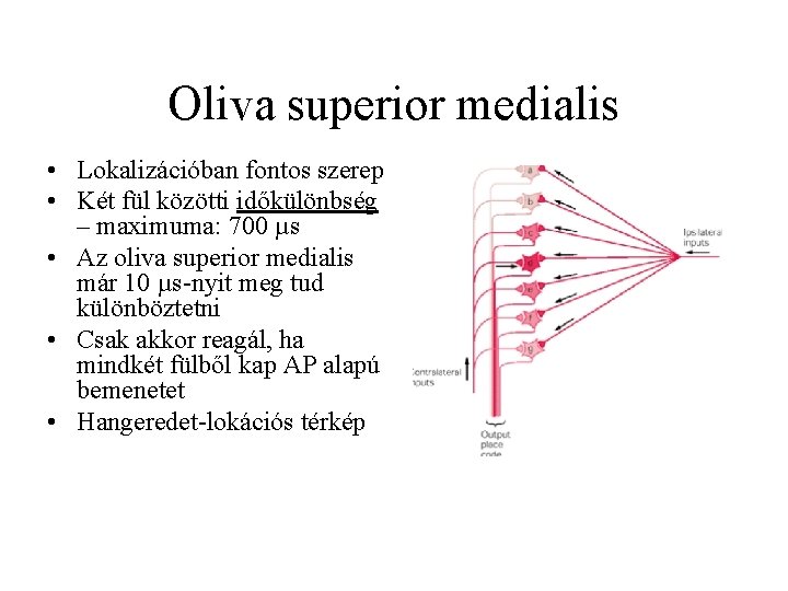 Oliva superior medialis • Lokalizációban fontos szerep • Két fül közötti időkülönbség – maximuma: