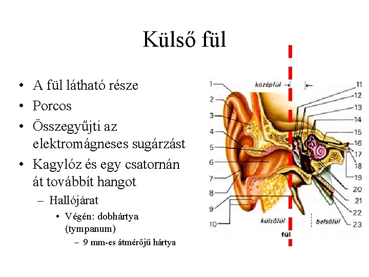 Külső fül • A fül látható része • Porcos • Összegyűjti az elektromágneses sugárzást