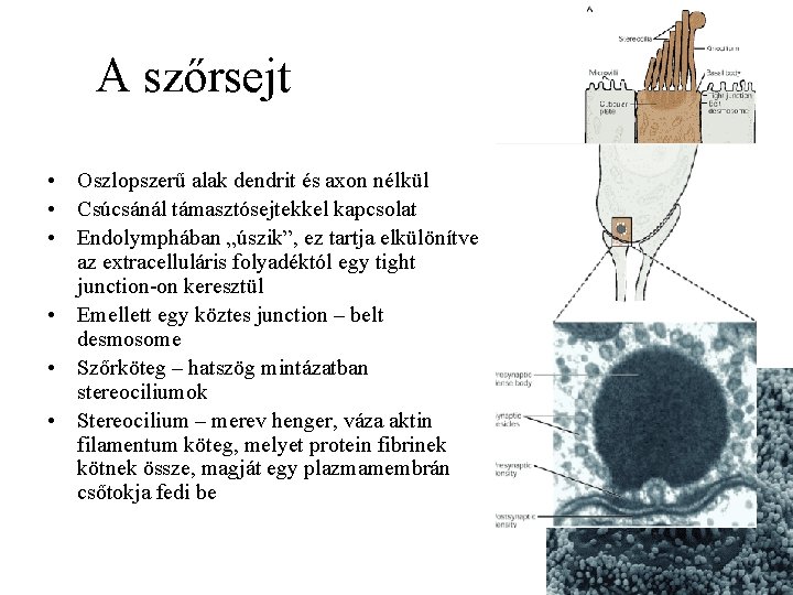 A szőrsejt • Oszlopszerű alak dendrit és axon nélkül • Csúcsánál támasztósejtekkel kapcsolat •