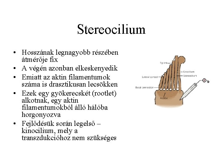 Stereocilium • Hosszának legnagyobb részében átmérője fix • A végén azonban elkeskenyedik • Emiatt