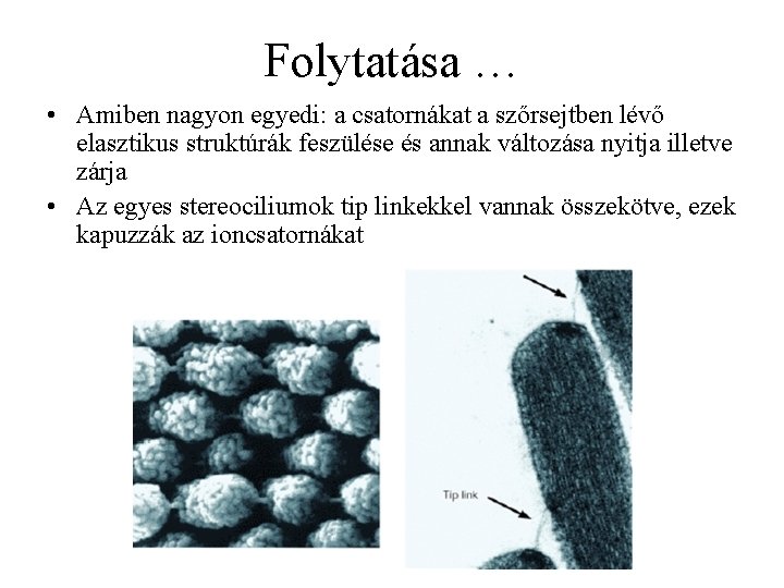 Folytatása … • Amiben nagyon egyedi: a csatornákat a szőrsejtben lévő elasztikus struktúrák feszülése