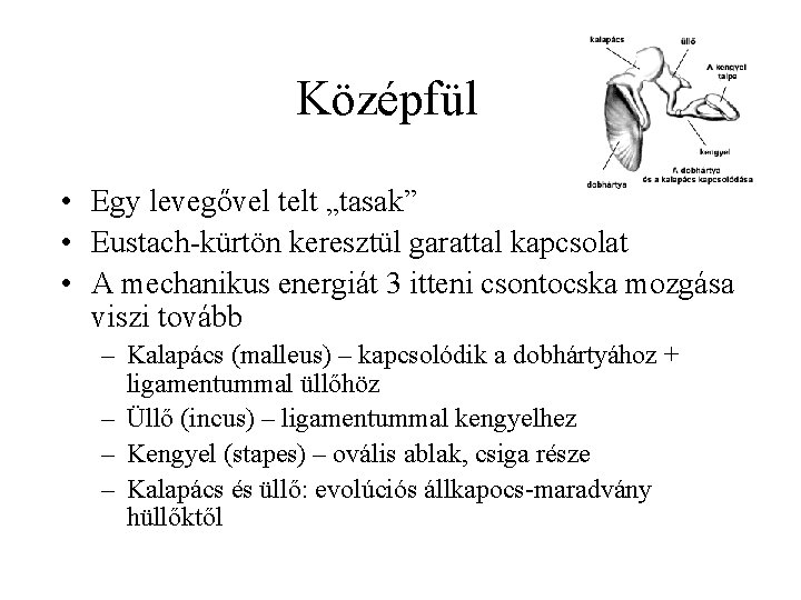 Középfül • Egy levegővel telt „tasak” • Eustach-kürtön keresztül garattal kapcsolat • A mechanikus