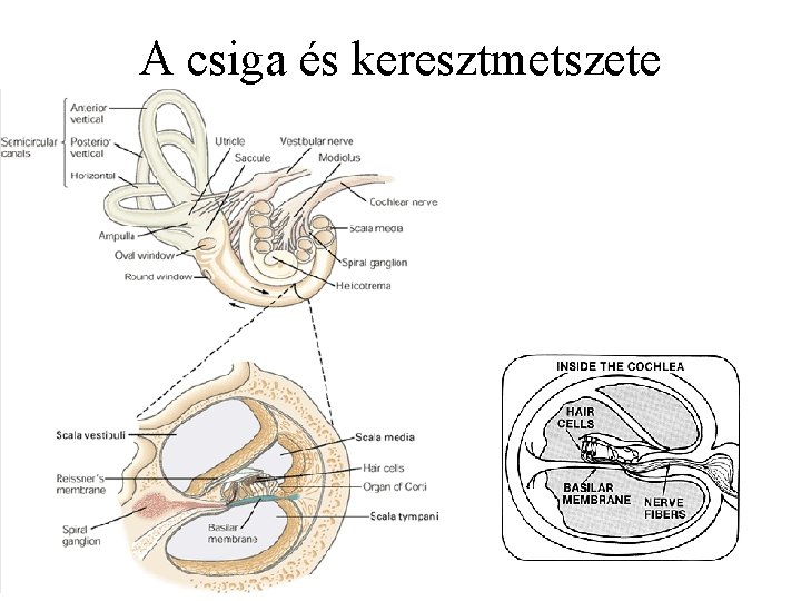 A csiga és keresztmetszete 