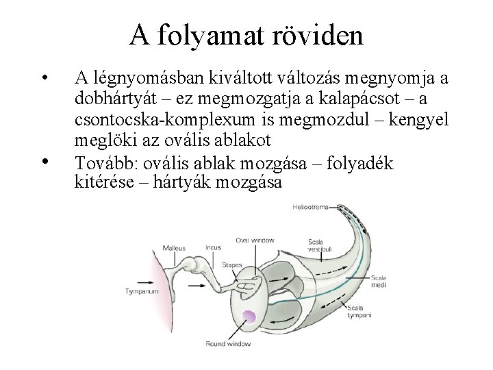 A folyamat röviden • • A légnyomásban kiváltott változás megnyomja a dobhártyát – ez