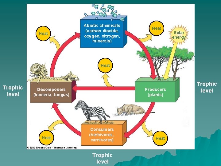 Heat Abiotic chemicals (carbon dioxide, oxygen, nitrogen, minerals) Heat Solar energy Heat Trophic level