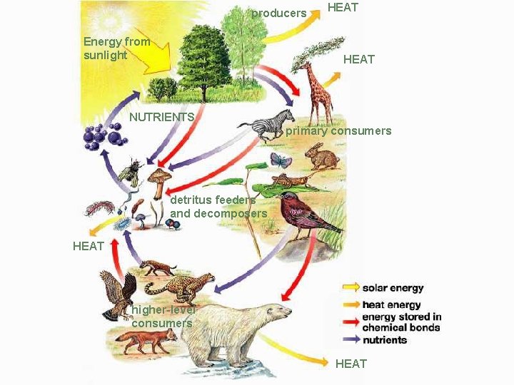 producers Energy from sunlight HEAT NUTRIENTS primary consumers detritus feeders and decomposers HEAT higher-level