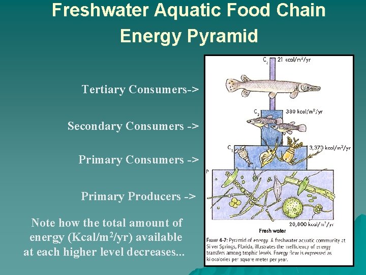 Freshwater Aquatic Food Chain Energy Pyramid Tertiary Consumers-> Secondary Consumers -> Primary Producers ->